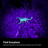 Scorpion under a blacklight on a dark surface with text 'Find Scorpions'.